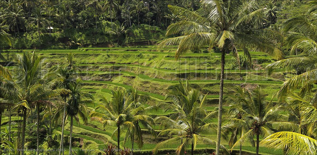 Peter Bellingham Photography Rice Terraces - Bali T (PBH4 00 16578)